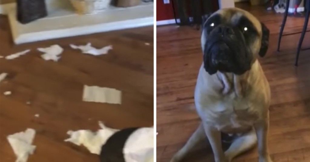 Matmor kommer hjem til et forferdelig rot. Hunden vet akkurat hva den skal gjøre.