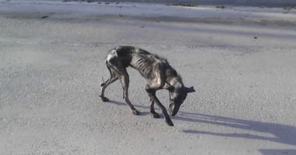 De trodde den syke hunden kom til å dø. Så skjedde det noe helt uventet.