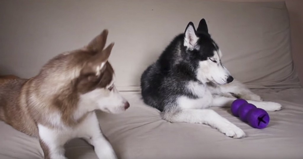 Den ene hunden har leken. Når den andre oppdager dette blir det liv i heimen