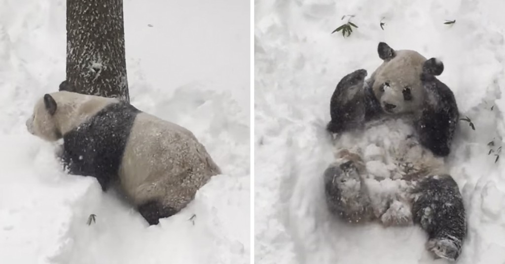 Den enorme pandaen våkner opp til snø. Reaksjonen er herlig.