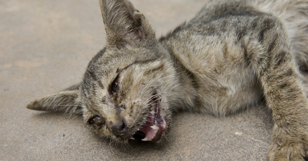 Alle ble advart om å ikke ta på den stygge katten. Så skjer dette