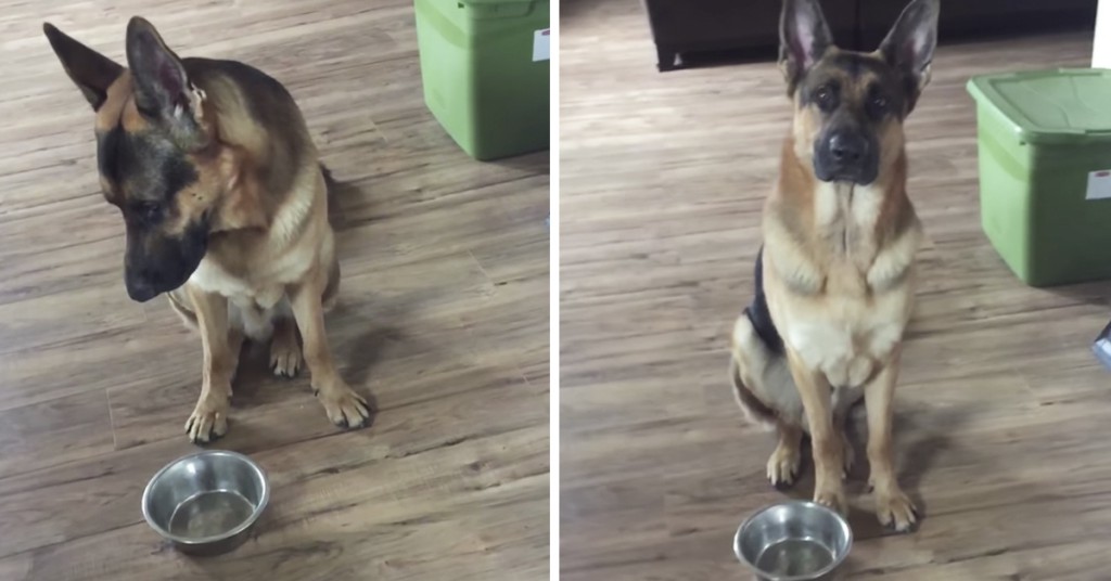 Hunden forteller eieren sin at han er sulten, på en helt spesiell måte!