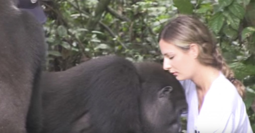 Jenta vokste opp med gorillaen. Når de møtes igjen 12 år senere skjer dette