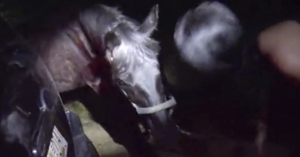 En forlatt og gammel hest trenger sårt hennes hjelp. Fortsettelsen er rørende.