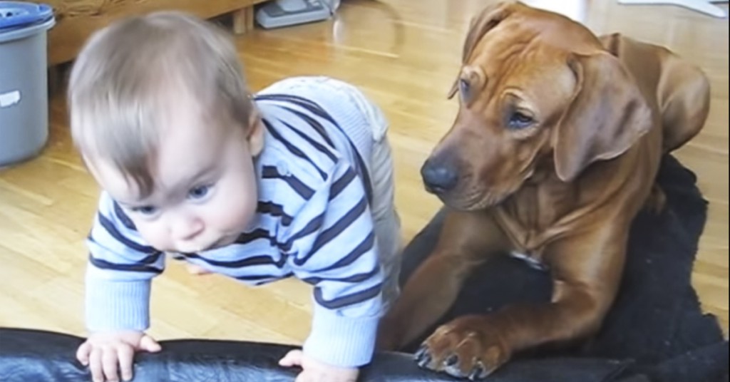 Guttungen vil låne senga til hunden. Hva synes den firbeinte om det?