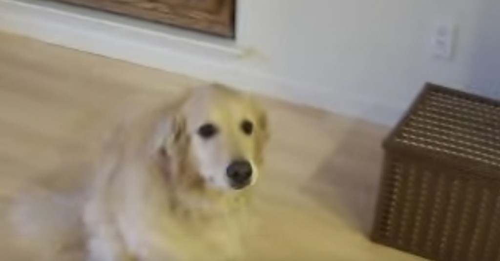 Matfar ber hunden om å rydde huset. Måten den reagerer på er helt unik