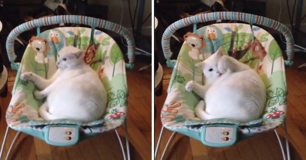 Se kattepusen som koser seg maks i babyens vippestol