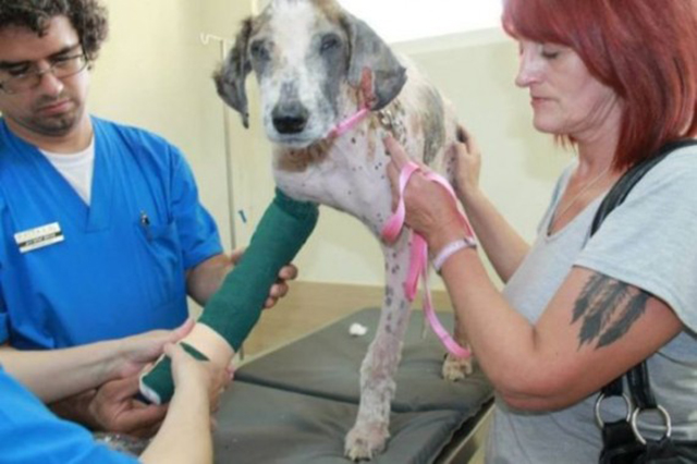 Rudozem Street Dog Rescue