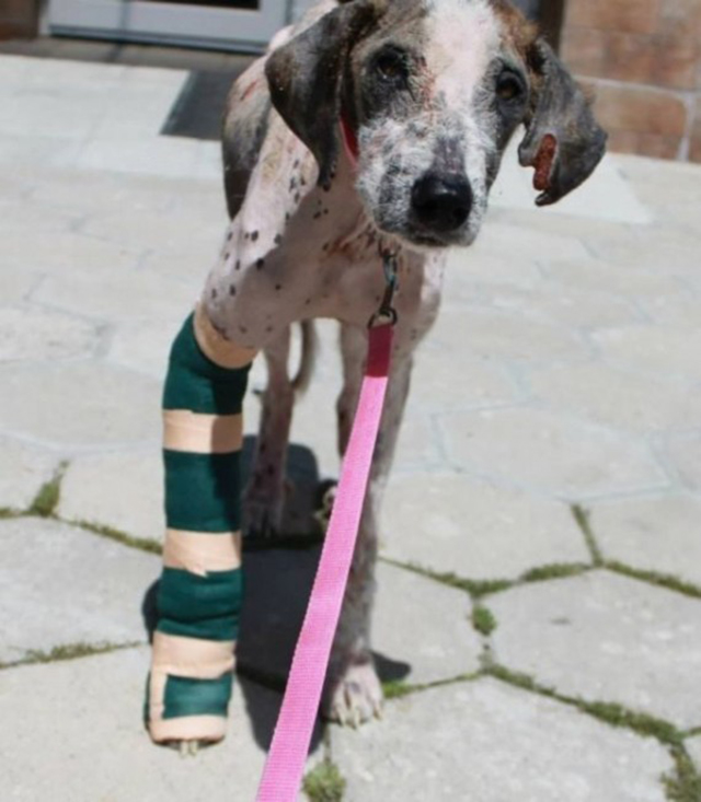 Rudozem Street Dog Rescue