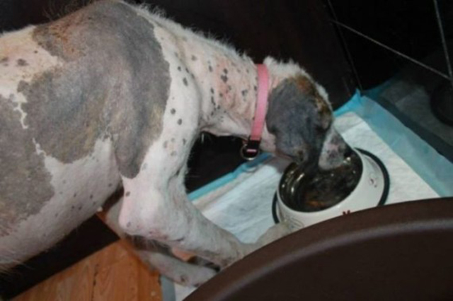 Rudozem Street Dog Rescue