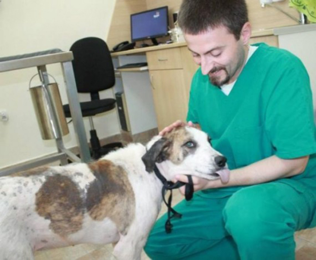 Rudozem Street Dog Rescue