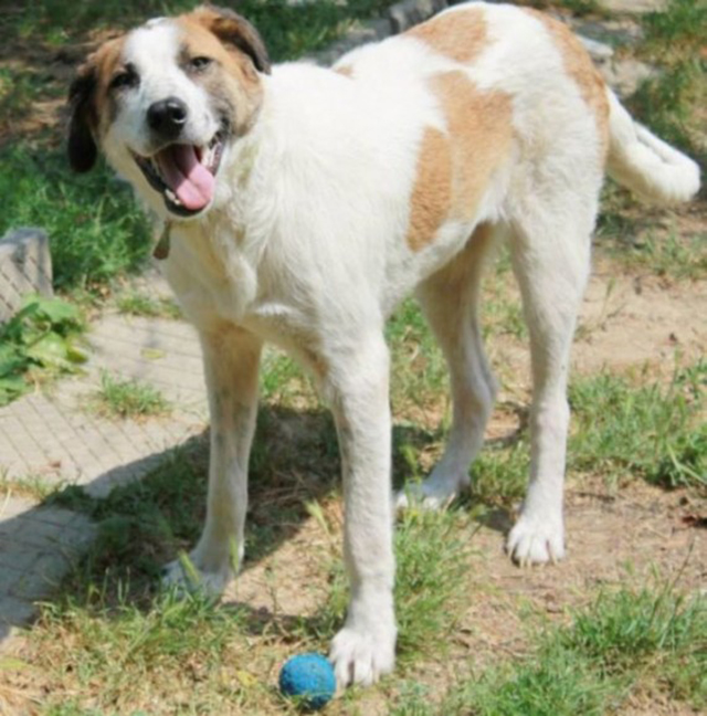Rudozem Street Dog Rescue