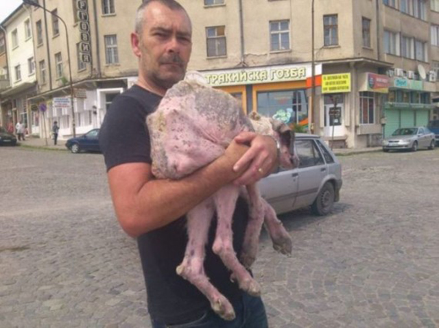 Rudozem Street Dog Rescue