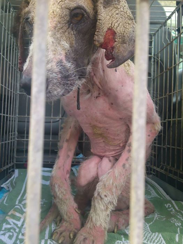 Rudozem Street Dog Rescue