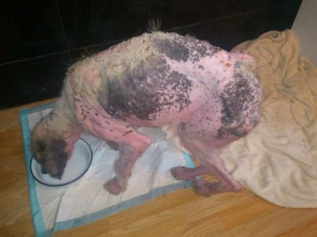 Rudozem Street Dog Rescue