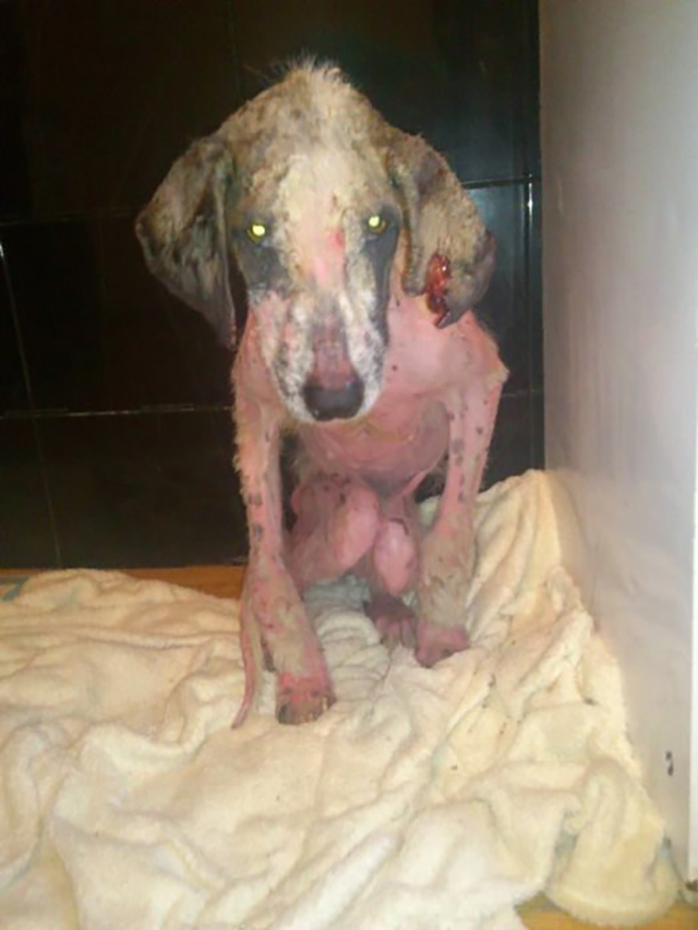 Rudozem Street Dog Rescue