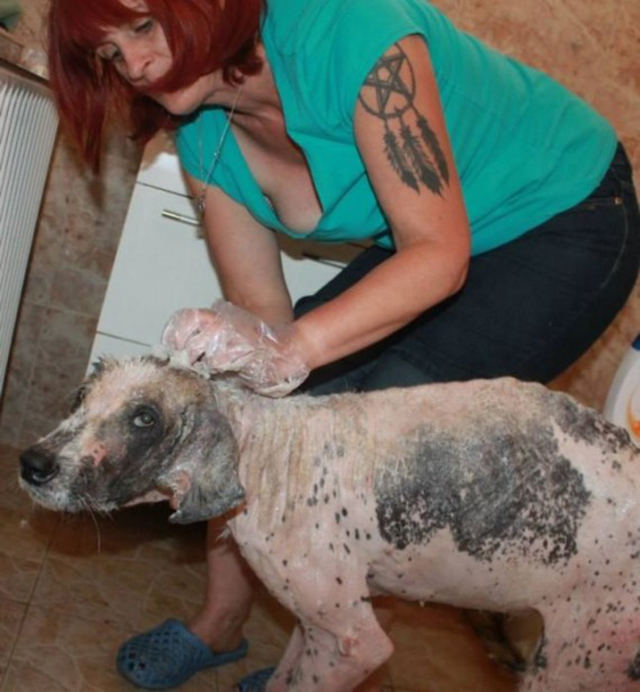 Rudozem Street Dog Rescue