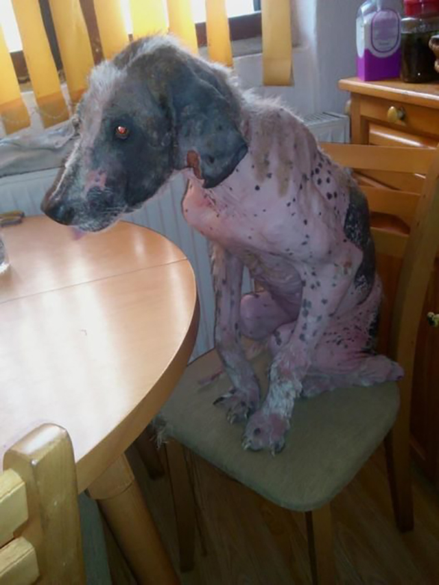 Rudozem Street Dog Rescue