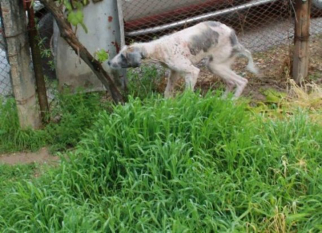 Rudozem Street Dog Rescue