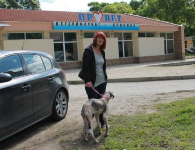 Rudozem Street Dog Rescue