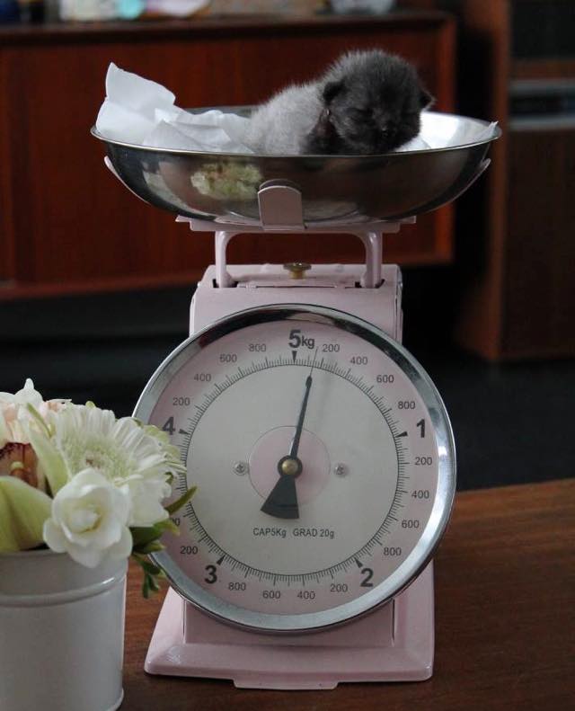 Facebook / Bruce the cat
