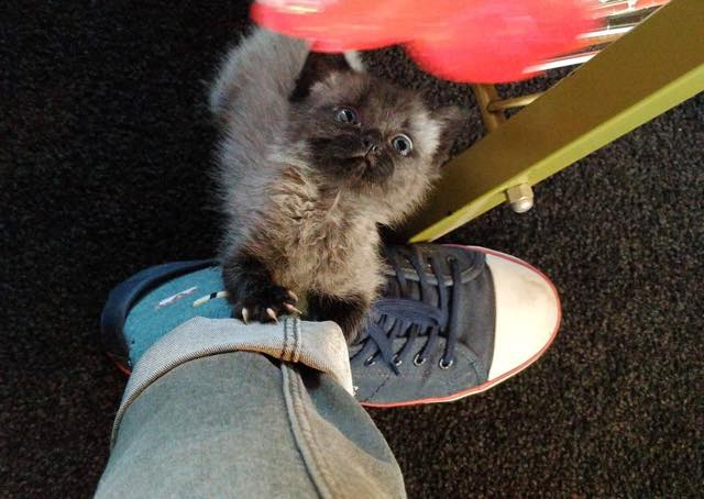 Facebook / Bruce the cat