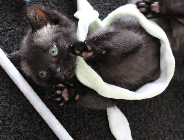 Facebook / Bruce the cat