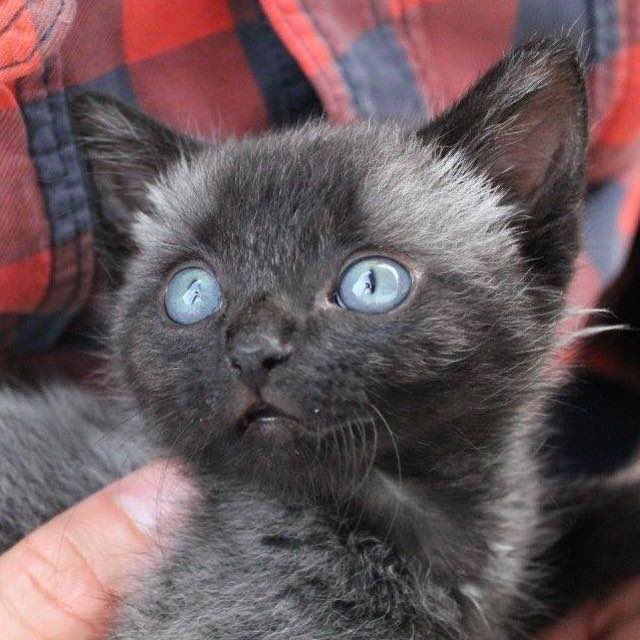 Facebook / Bruce the cat