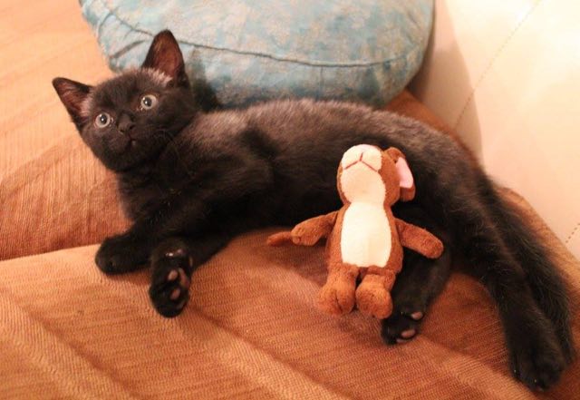 Facebook / Bruce the cat
