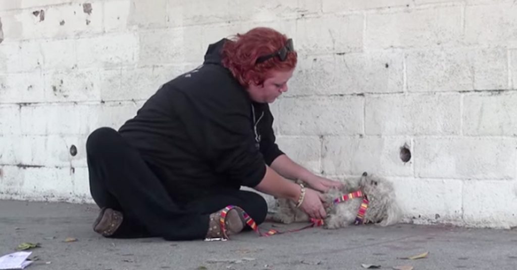 Hun plukker opp en hjemløs hund fra gata. Så vil hunden takke henne