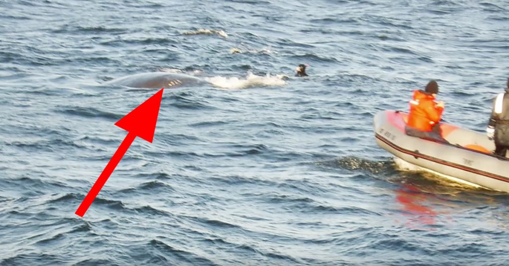 En hval nærmer seg båten og ser på dem. Så oppdager mannen noe utrolig