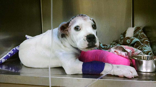 Facebook / Rescue Dogs Rock NYC