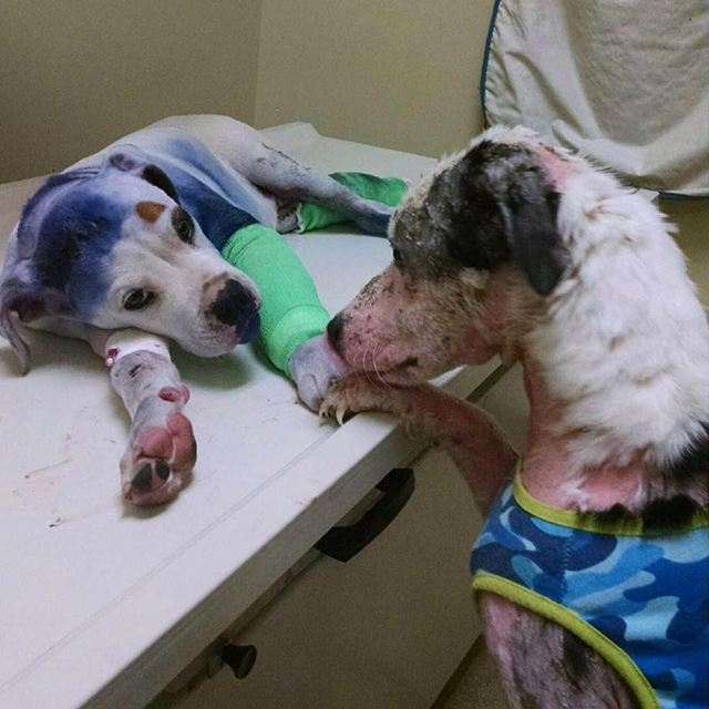 Facebook / Rescue Dogs Rock NYC
