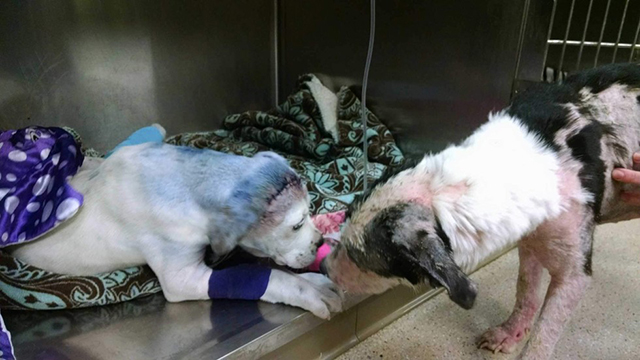 Facebook / Rescue Dogs Rock NYC