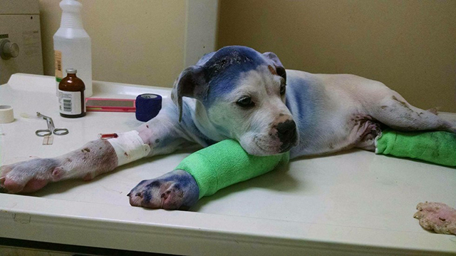Facebook / Rescue Dogs Rock NYC