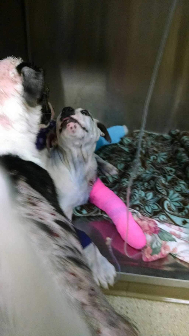 Facebook / Rescue Dogs Rock NYC
