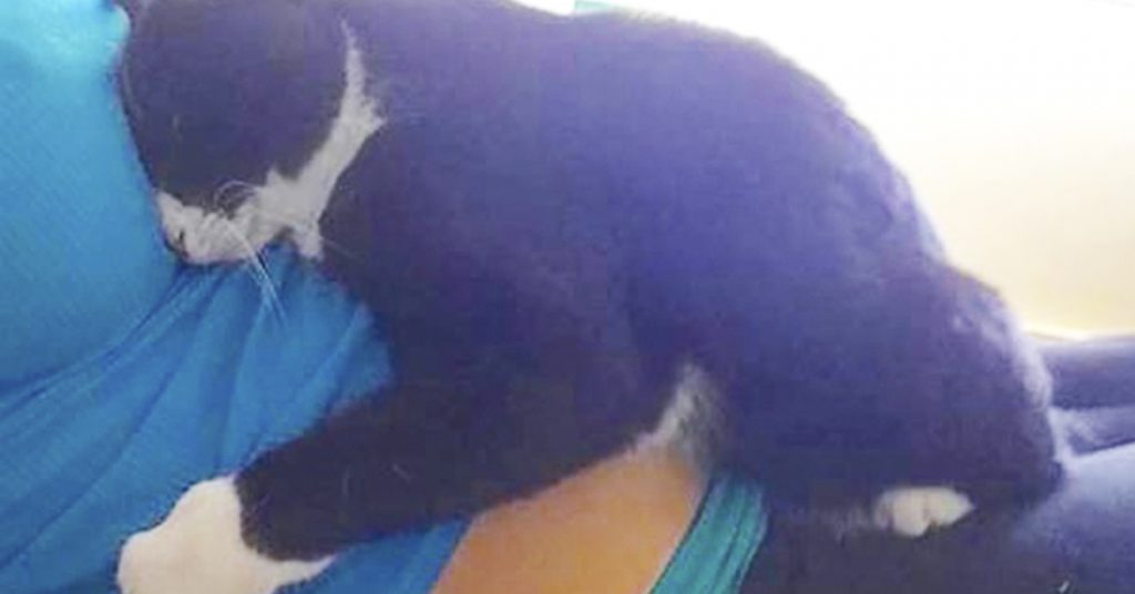 Katten insisterer på å kose med den gravide magen. Så kommer babyen