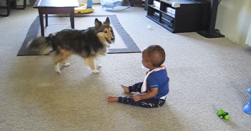 Ingen trodde at hunden og babyen gjorde dette, så familien måtte filme hendelsen