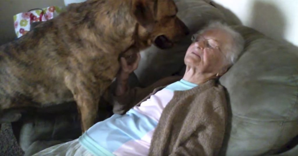 Denne hunden er veldig glad i bestemor
