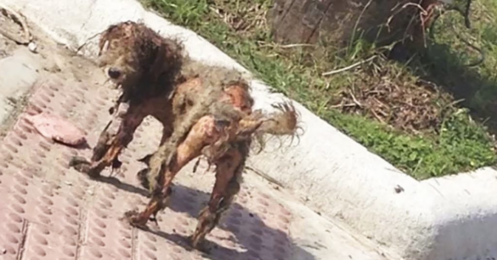 Bildet av denne hunden ble delt og snakket om, men så oppdages en skjult hemmelighet