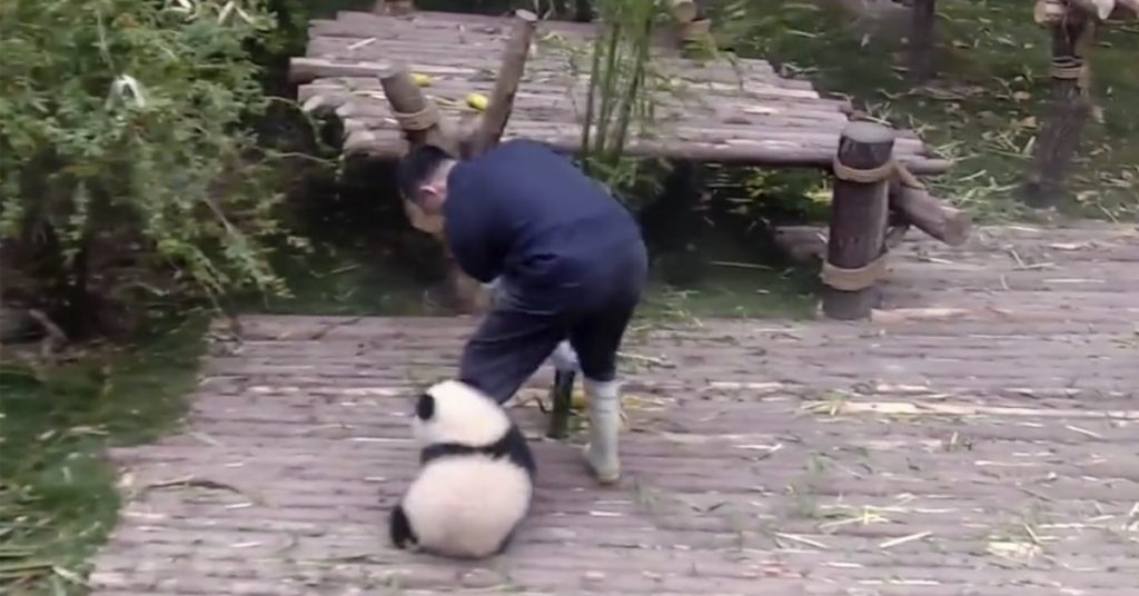 I løpet av bare 24 timer ble panda-videoen sett over 100 millioner ganger
