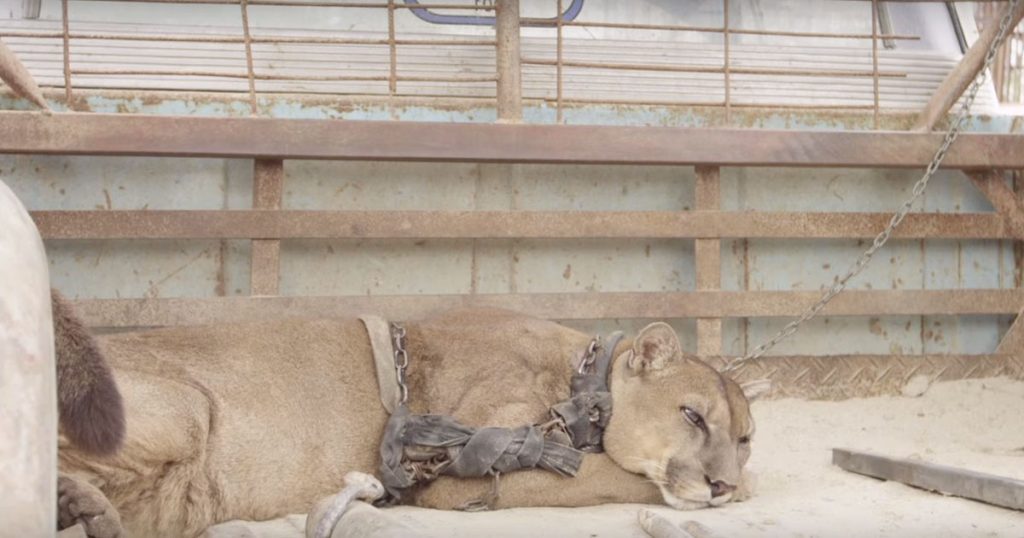 Løven Mufasa lå i lenker i 20 år. Få med deg reaksjonen i det den endelig slippes fri