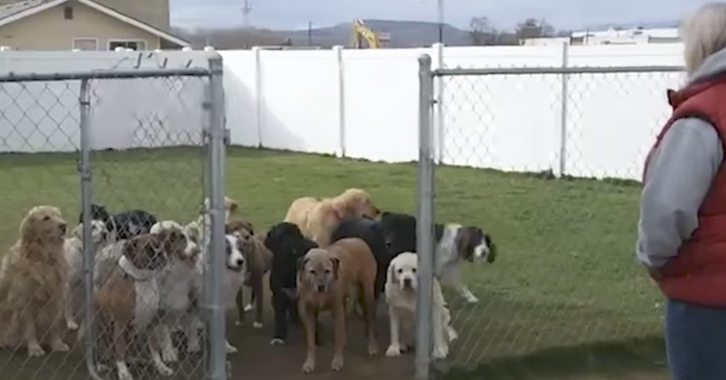 Matmor begynner å rope. Da jeg så hvordan hundene reagerte måtte jeg smile!