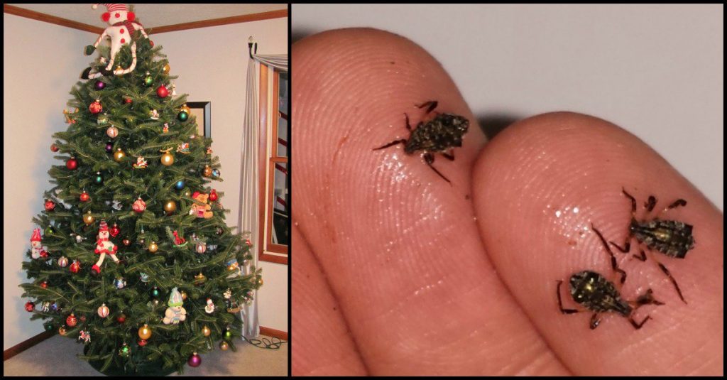 Dette bør du være obs på når du kjøper et ekte juletre (stikkord: insekter)