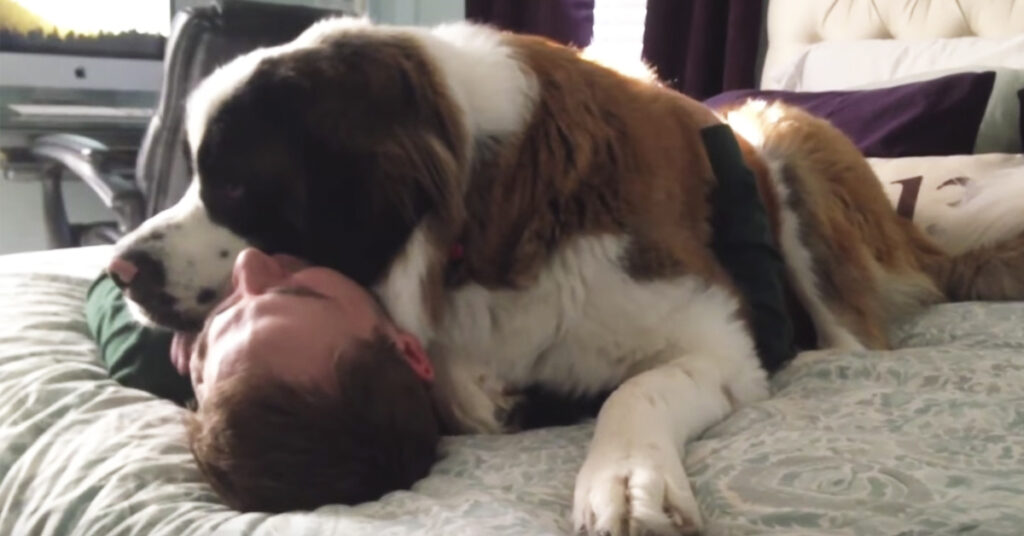Han vil ha masse kos. Når matfar prøver å reise seg reagerer hunden slik
